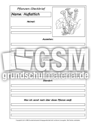 Pflanzensteckbriefvorlage-Huflattich-SW.pdf